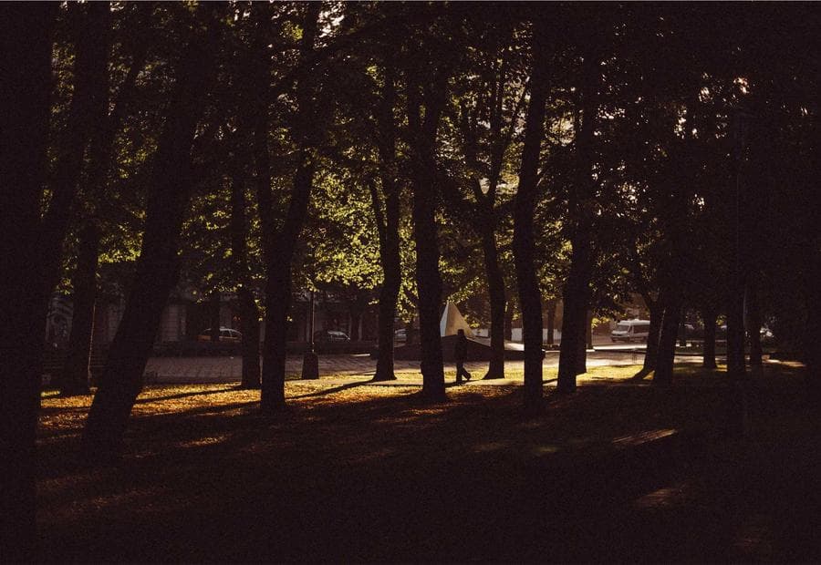 Forest nature scene